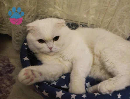 Scottish Fold 2 Yaşında Eş Arıyor