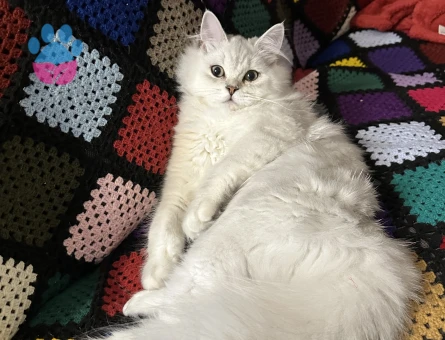 9 aylık erkek british longhair