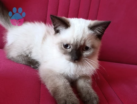 British Shorthair Duman Eş Arıyor Kızgınlıkta
