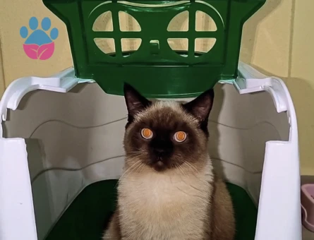 British Shorthair Duman Eş Arıyor Kızgınlıkta