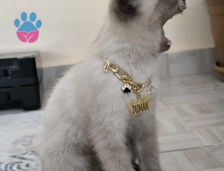 British Shorthair Duman Eş Arıyor Kızgınlıkta
