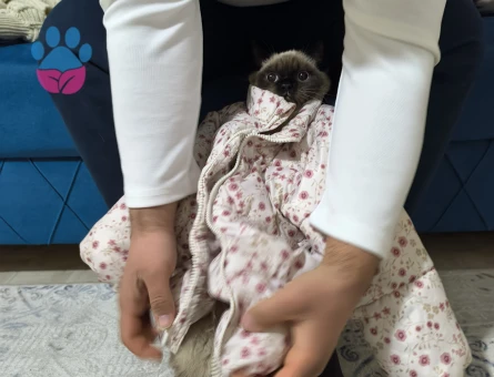 British Shorthair Duman Eş Arıyor Kızgınlıkta