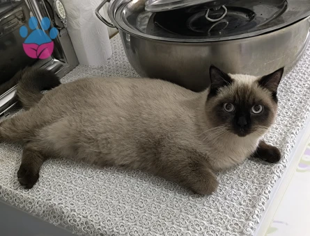 British Shorthair Duman Eş Arıyor Kızgınlıkta