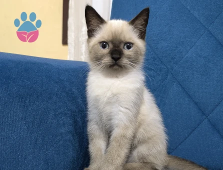 British Shorthair Duman Eş Arıyor Kızgınlıkta