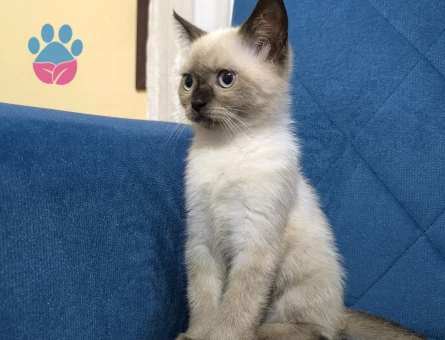 British Shorthair Duman Eş Arıyor Kızgınlıkta