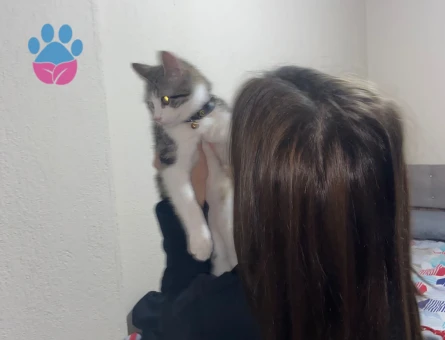 Tekir Kedime eş arıyorum