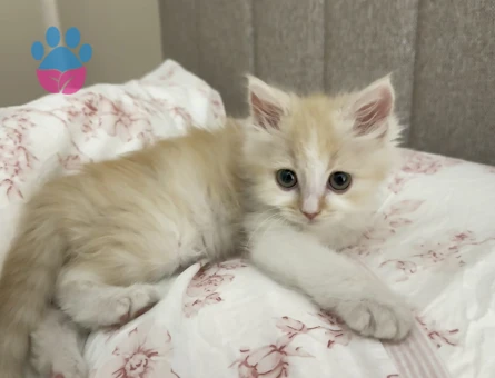 British Longhair Kırma Erkek 1 Yaşında Eş Arıyor