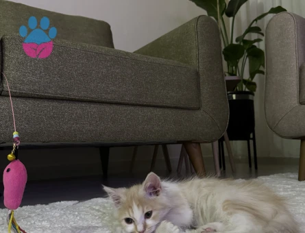 British Longhair Kırma Erkek 1 Yaşında Eş Arıyor