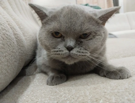 British shorthair 1 Yaşında Kızgınlık Döneminde - 118974992