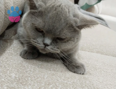 British shorthair 1 Yaşında Kızgınlık Döneminde