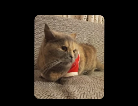 British Shorthair 1 Yaşında Eş Arıyor - 118974993