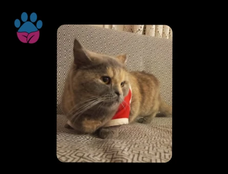 British Shorthair 1 Yaşında Eş Arıyor