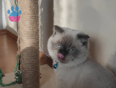 Scottish Straight 1 Yaşında Kedime Dişi Arıyorum