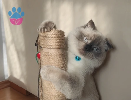 Scottish Straight 1 Yaşında Kedime Dişi Arıyorum