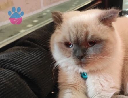 Scottish Straight 1 Yaşında Kedime Dişi Arıyorum