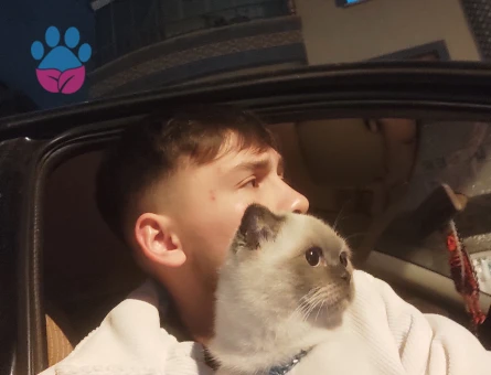 Scottish Straight 1 Yaşında Kedime Dişi Arıyorum