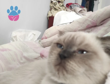 Scottish Straight 1 Yaşında Kedime Dişi Arıyorum