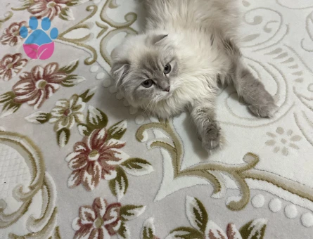 Duygusal mağsum kızıma eş arıyorum