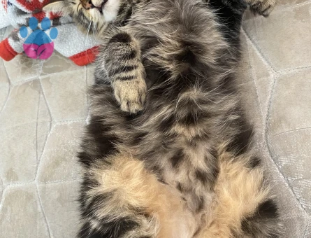 Uzun tüylü tekir kedime eş arıyorum