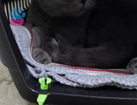 British Shorthair Kedim Kızgınlıkta