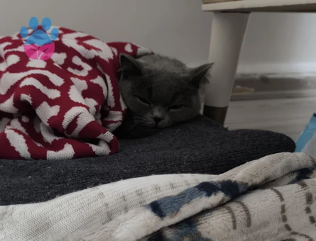 British Shorthair Kedim Kızgınlıkta