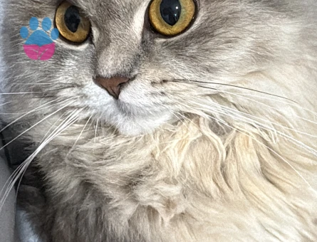 Guzeller guzeli kul kedisi kizima es ariyorum