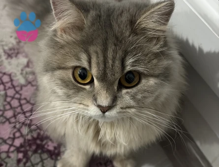 Guzeller guzeli kul kedisi kizima es ariyorum