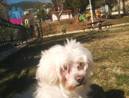 7 yaşında erkek maltese terrier Eş Arıyor