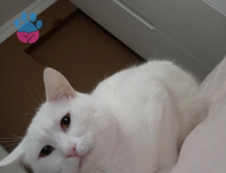 British Shorthair kedime eş arıyorum