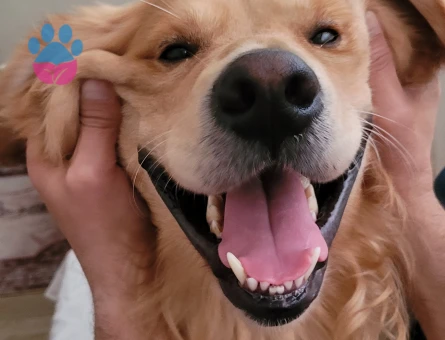 Golden Retriever 4 Yaşında Eş Arıyor