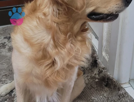 Golden Retriever 4 Yaşında Eş Arıyor