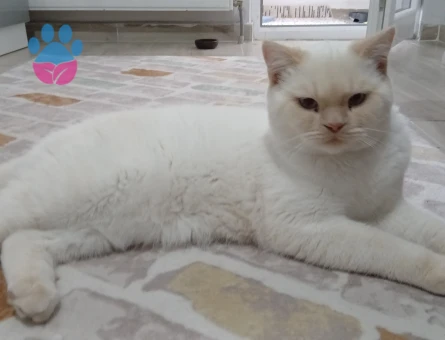 OĞLUMA EŞ ARIYORUM