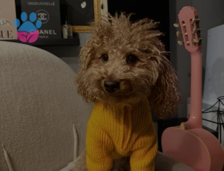 Toy Poodle 1 Yaşında Eş Arıyor