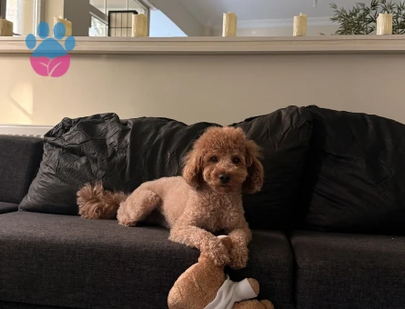 Toy Poodle 1 Yaşında Eş Arıyor