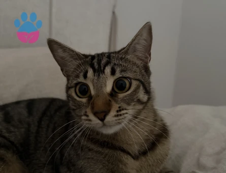 Tekir Kedime Eş Arıyoruz