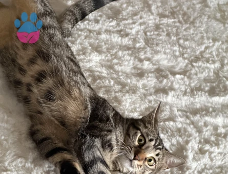 Tekir Kedime Eş Arıyoruz