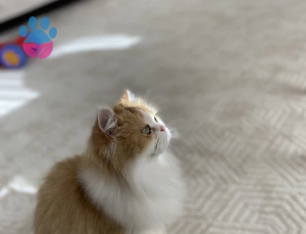 Safkan kızıma eş arıyorum