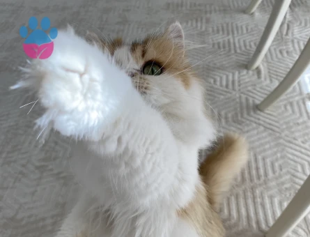 Safkan kızıma eş arıyorum