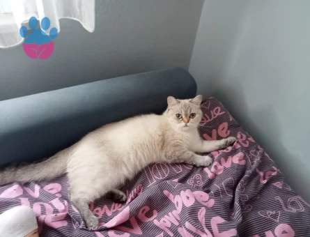 British Shorthair Kızımıza eş ariyoruz