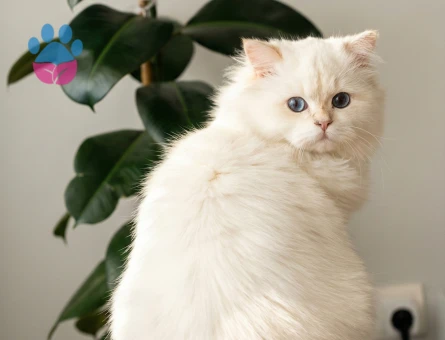 Kızımıza uygun damat adayı arıyoruz