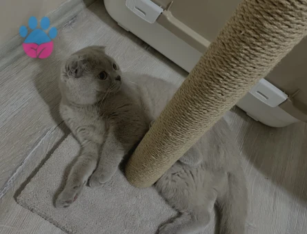Scottish Fold Dişi Kızgınlıkta