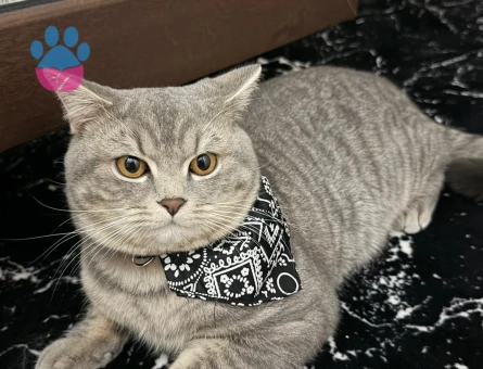 yakışıklı oğluma eş arıyoruz