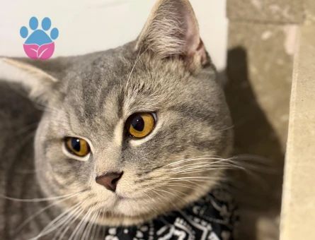 yakışıklı oğluma eş arıyoruz