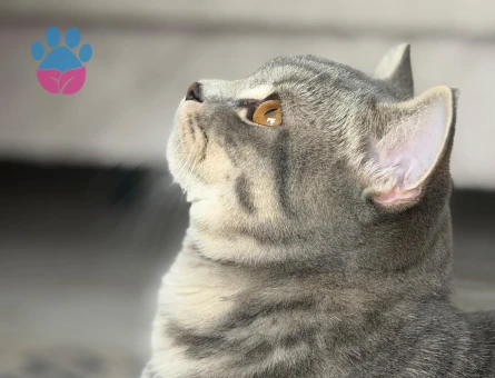 yakışıklı oğluma eş arıyoruz