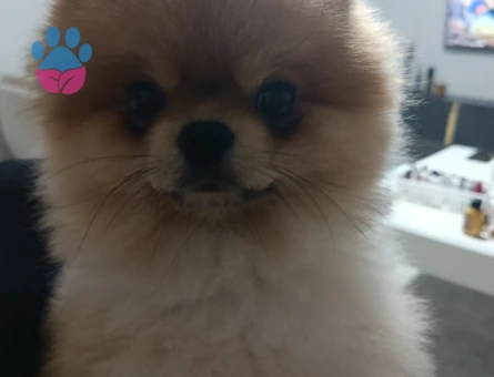 Pomeran Boo dışı eş ariyoruz