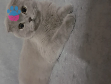 Scottish Fold Tatlı kızıma eş arıyorum