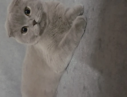 Scottish Fold Tatlı kızıma eş arıyorum - 118982528