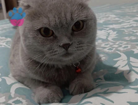 Scottish Fold Tatlı kızıma eş arıyorum