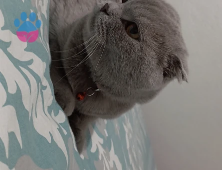 Scottish Fold Tatlı kızıma eş arıyorum