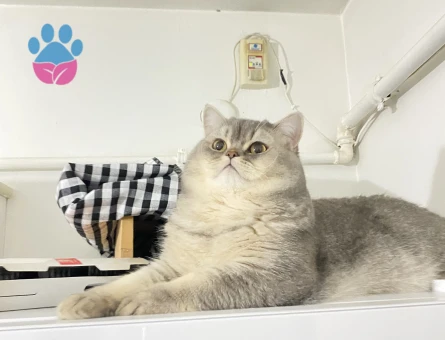 British Shorthair 1 Yaşında Eş Arıyor